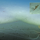 Towed-camera images of a bigfin squid, seen at a depth of 7,146 feet (2,178 meters).